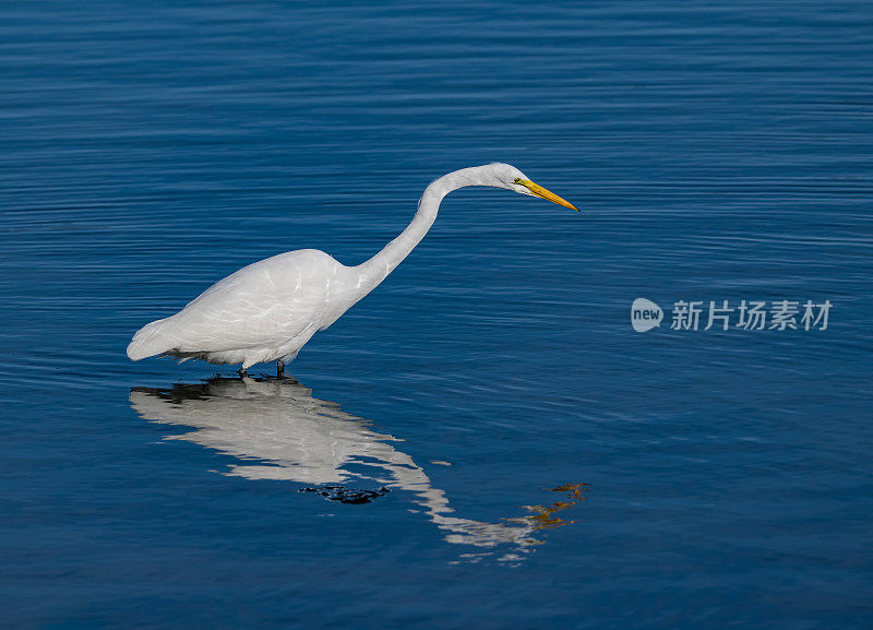 大白鹭(Ardea alba)，也被称为普通白鹭，大白鹭，或(在旧大陆)大白白鹭或大白鹭是一种大型，广泛分布的白鹭。在加州索诺玛县的博德加湾捕鱼。Pelecaniformes